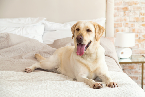 There are interactive smart home devices for pets to help them not be bored while at home for most of the day.